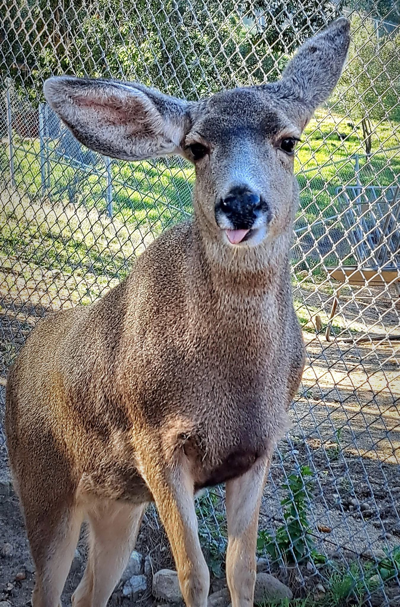 Abby the Mule Deer pulling a funny face