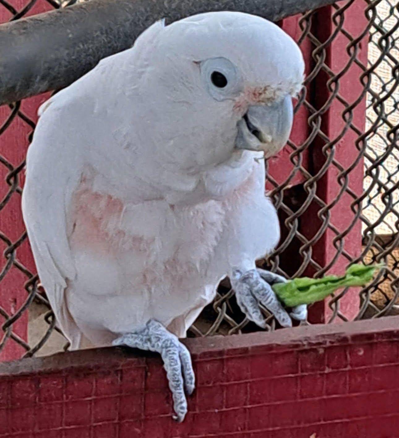 Casper the Cockatoo eating a green bean